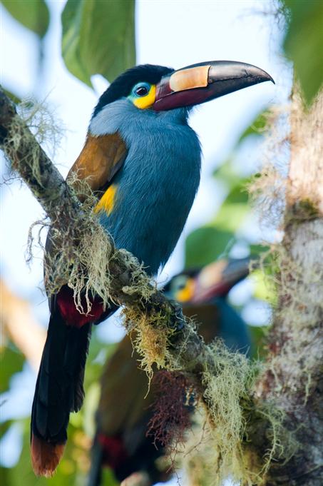 Toucan montagnard, vallée de TandayapaPlate-billed Mountain-Toucan, Tandayapa Valley