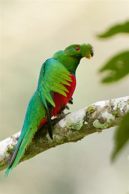 Quetzal antisien, vallée de TandayapaCrested Quetzal, Tandayapa Valley
