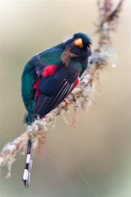 Trogon masqué, vallée de TandayapaMasked Trogon, Tandayapa Valley