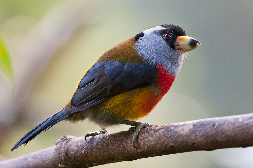 Cabézon toucan, NanegalitoToucan Barbet, Nanegalito