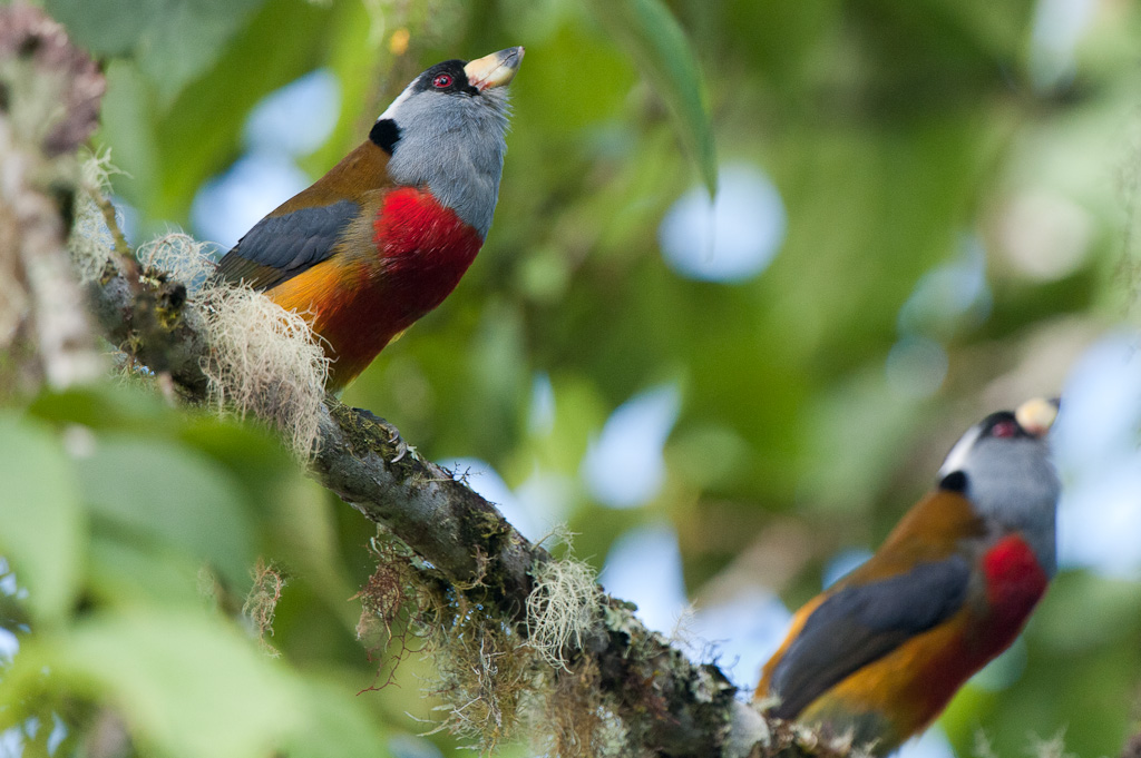 Cabézons toucans chantant en chœur, vallée de TandayapaToucan Barbets singing in chorus, Tandayapa Valley