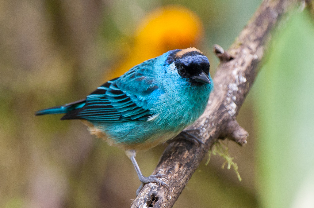 Calliste à nuque d'or, MindoGolden-naped Tanager, Mindo