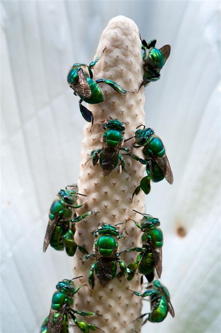 Metallic Green Bees, Agapostemon sp., Rio Pachijal