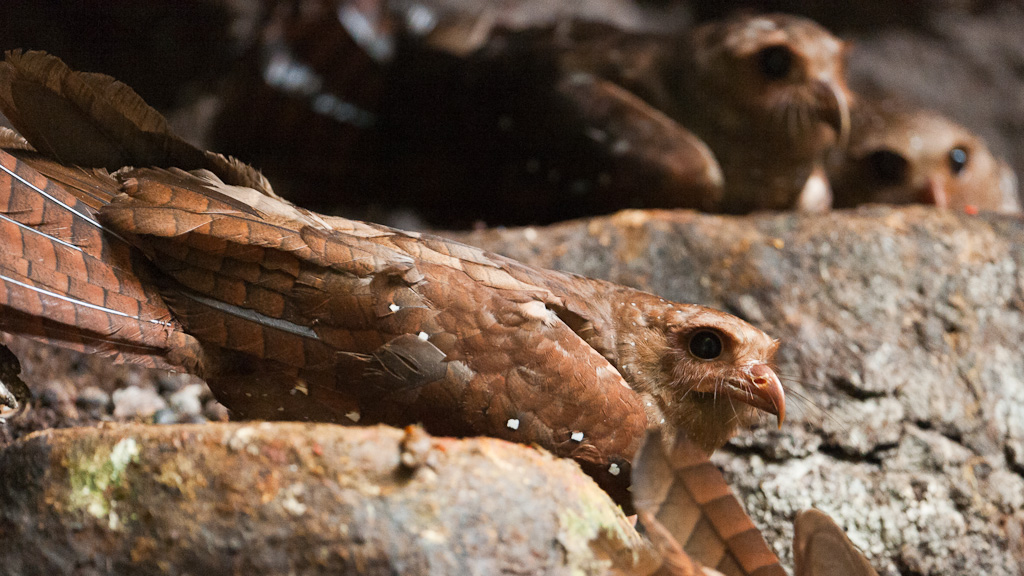 Guacharos, ChontalOilbirds, Chontal