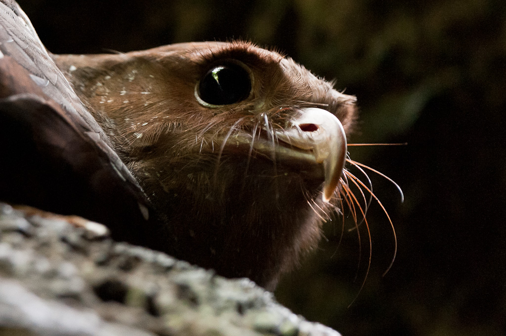 Guacharo, ChontalOilbird, Chontal