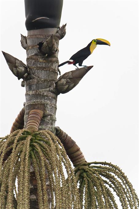Toucan du Choco, Rio SilancheChoco Toucan, Rio Silanche