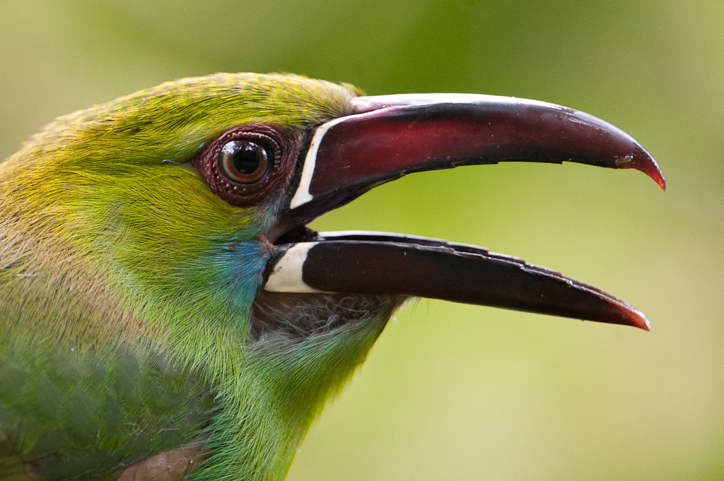 Toucanet à croupion rouge, MindoCrimson-rumped Toucanet, Mindo