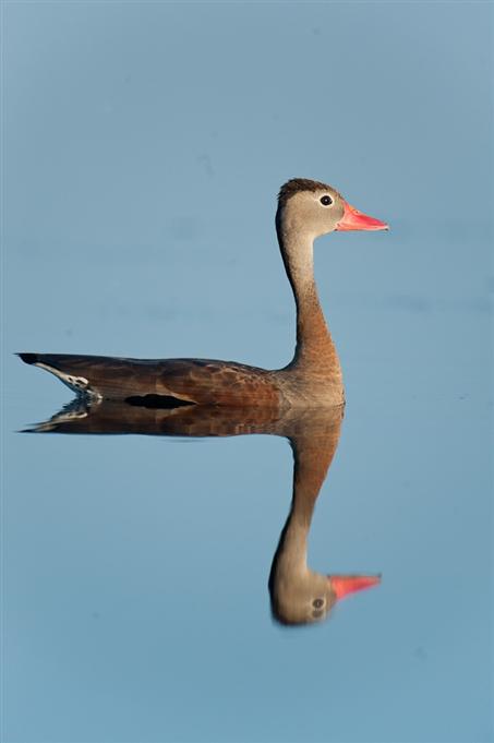 Dendrocygne à ventre noirBlack-bellied Whistling-Duck