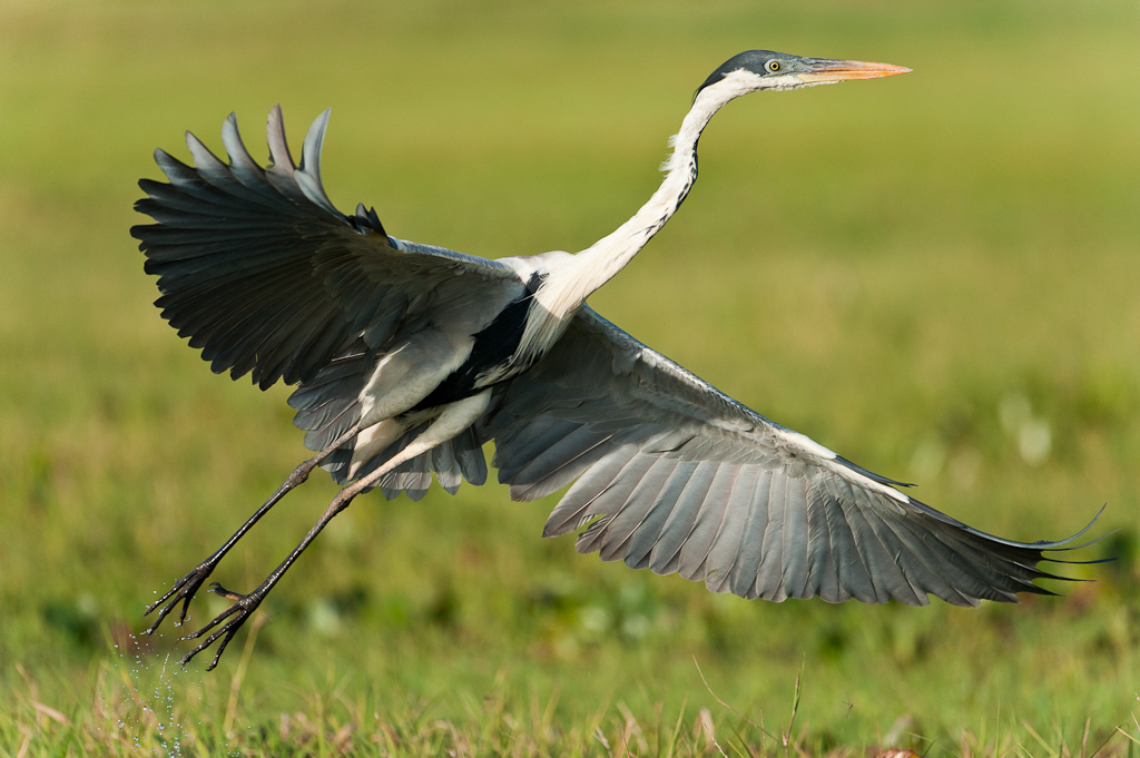 Héron cocoiCocoi Heron