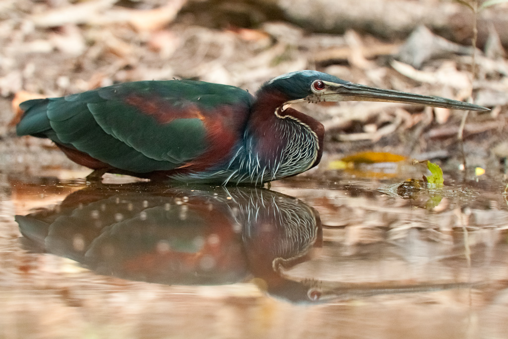 Onoré agamiAgami Heron