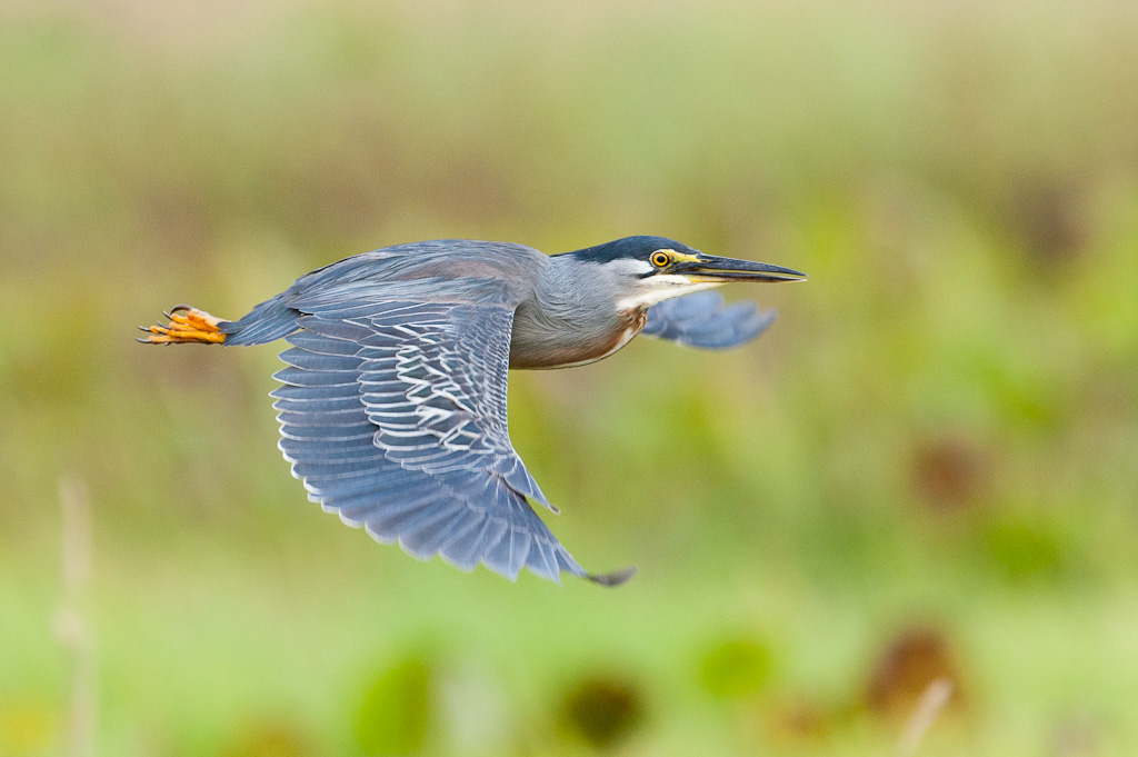 Héron striéStriated Heron