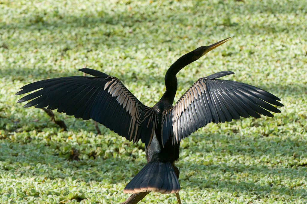 Anhinga