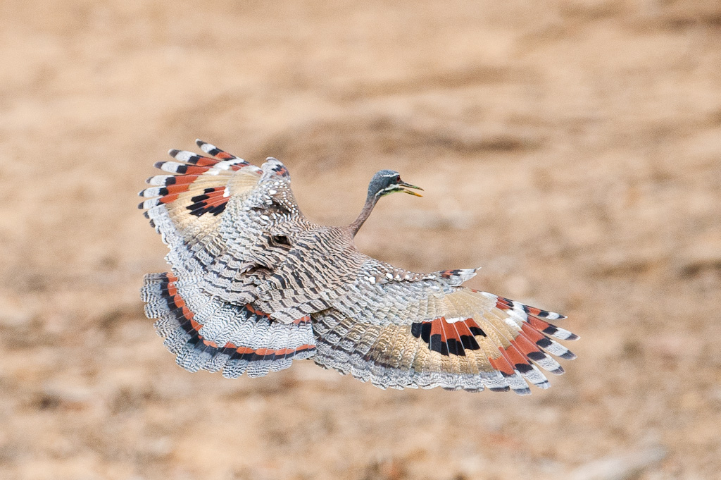 Caurale soleilSunbittern