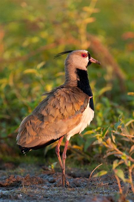 Vanneau téroSouthern Lapwing