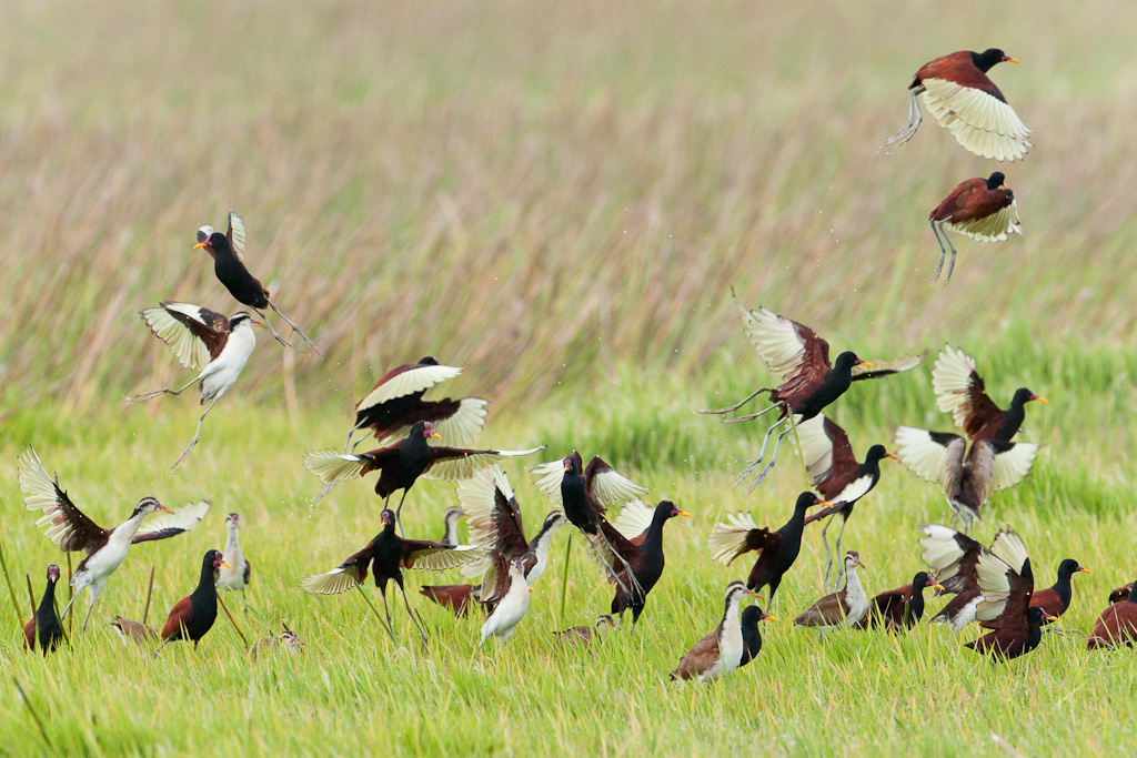 Jacanas noirWattled Jacanas