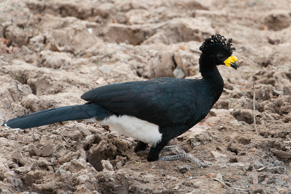 Hocco de DaubentonYellow-knobbed Curassow