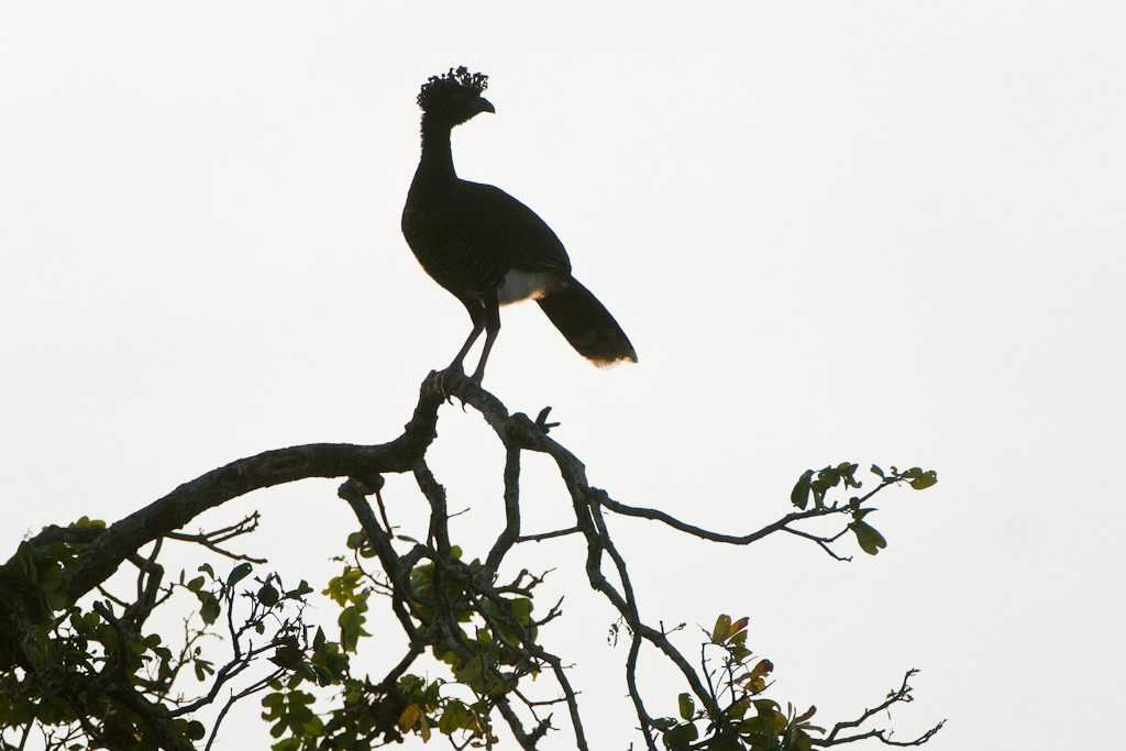 Hocco de DaubentonYellow-knobbed Curassow