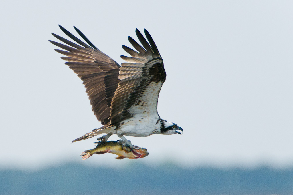 Balbuzard pêcheurOsprey