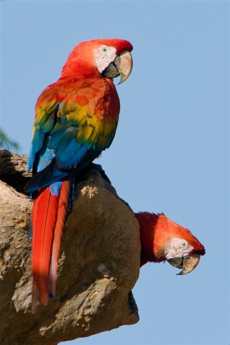 Aras macaosScarlet Macaws