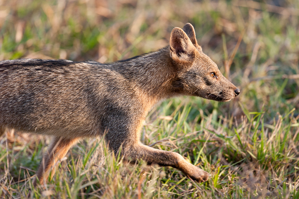 Renard crabierCrab-eating Fox