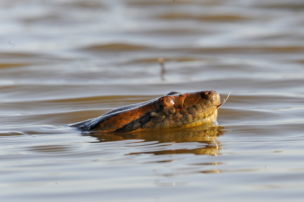 Anaconda vertGreen Anaconda