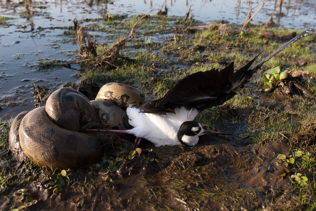 Echasse capturée par un anacondaStilt captured by an anaconda