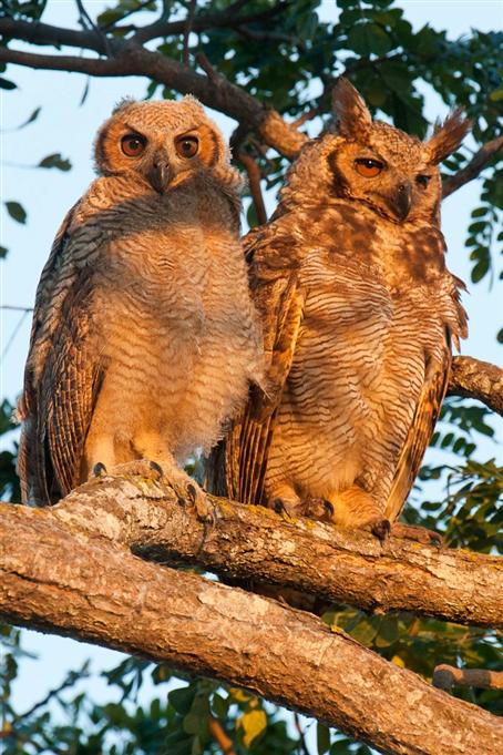Grand-Ducs d'AmériqueGreat Horned Owls