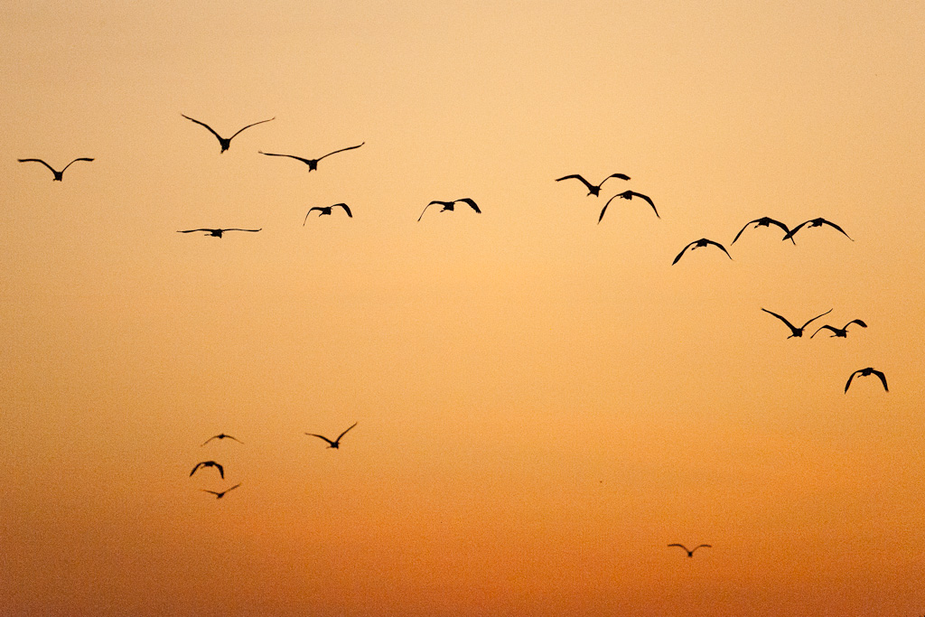 Grandes AigrettesGreat Egrets